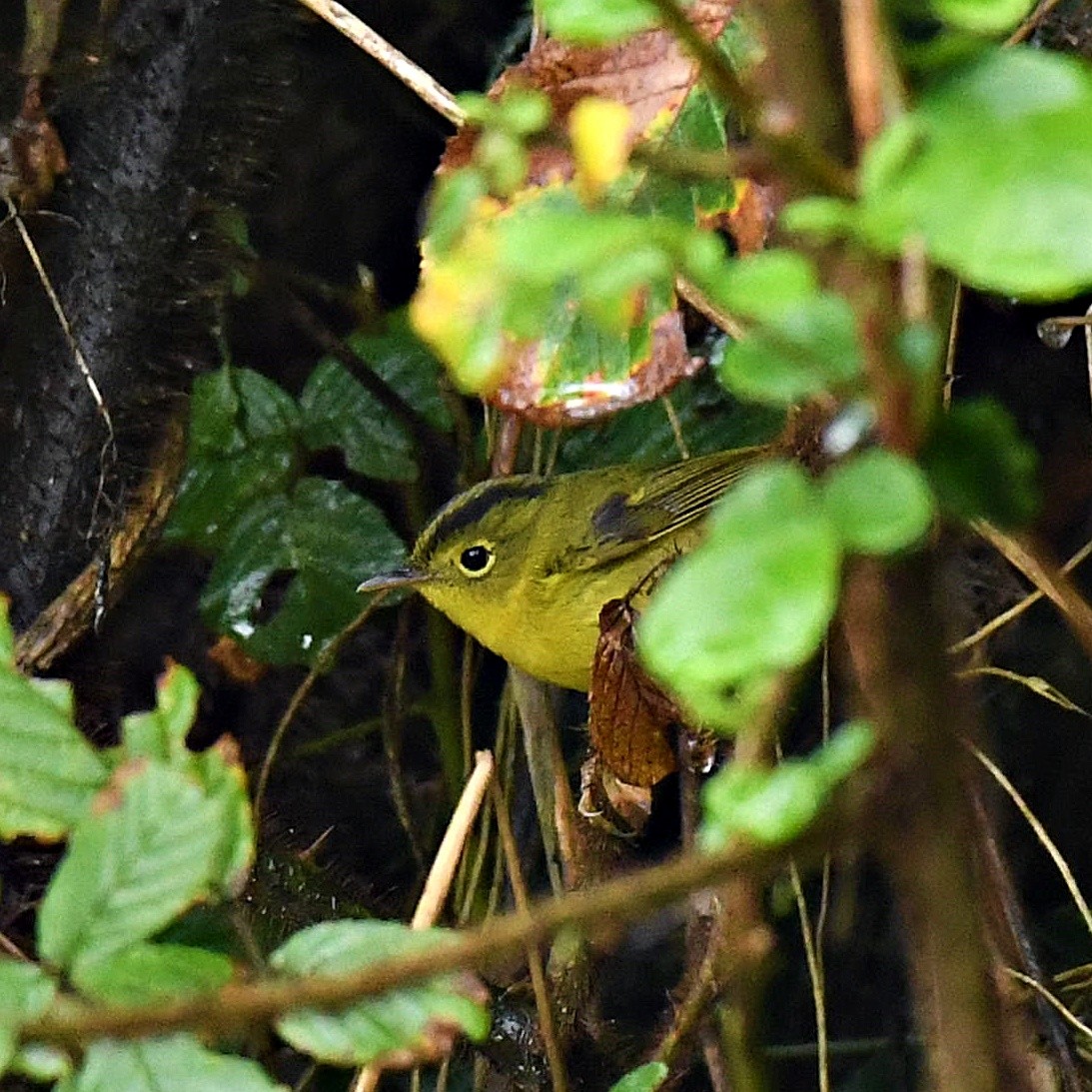 Green-crowned Warbler - Souvik Roychoudhury