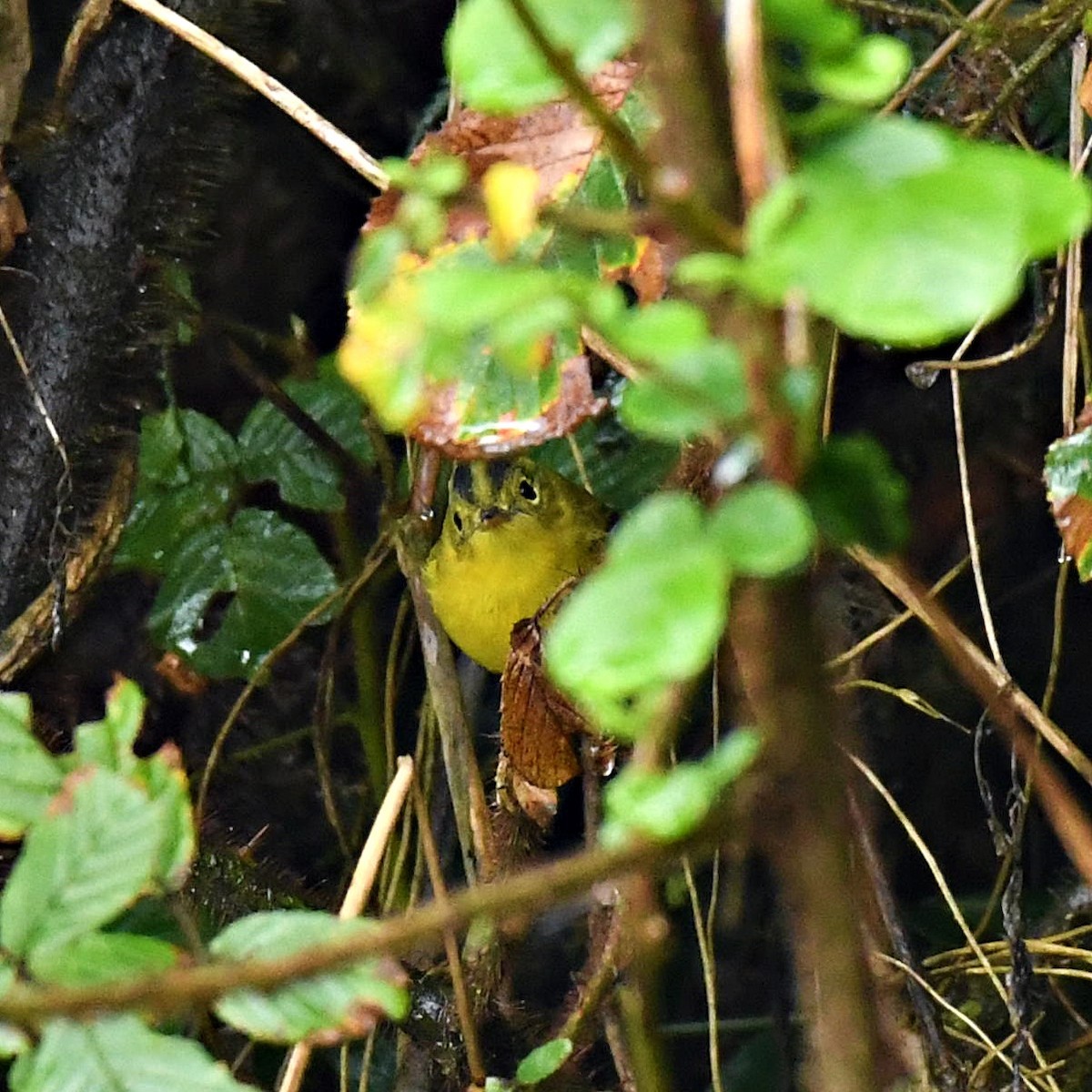 Green-crowned Warbler - ML108484781