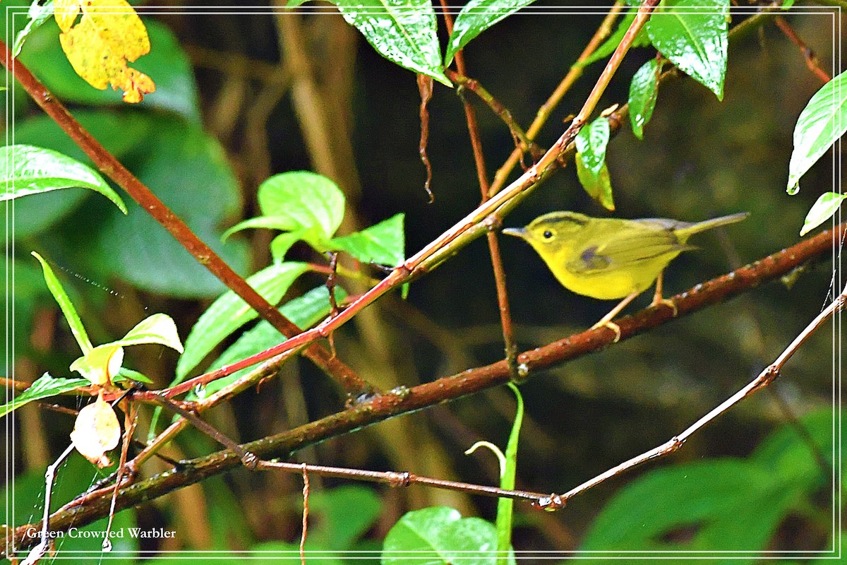 Green-crowned Warbler - Souvik Roychoudhury