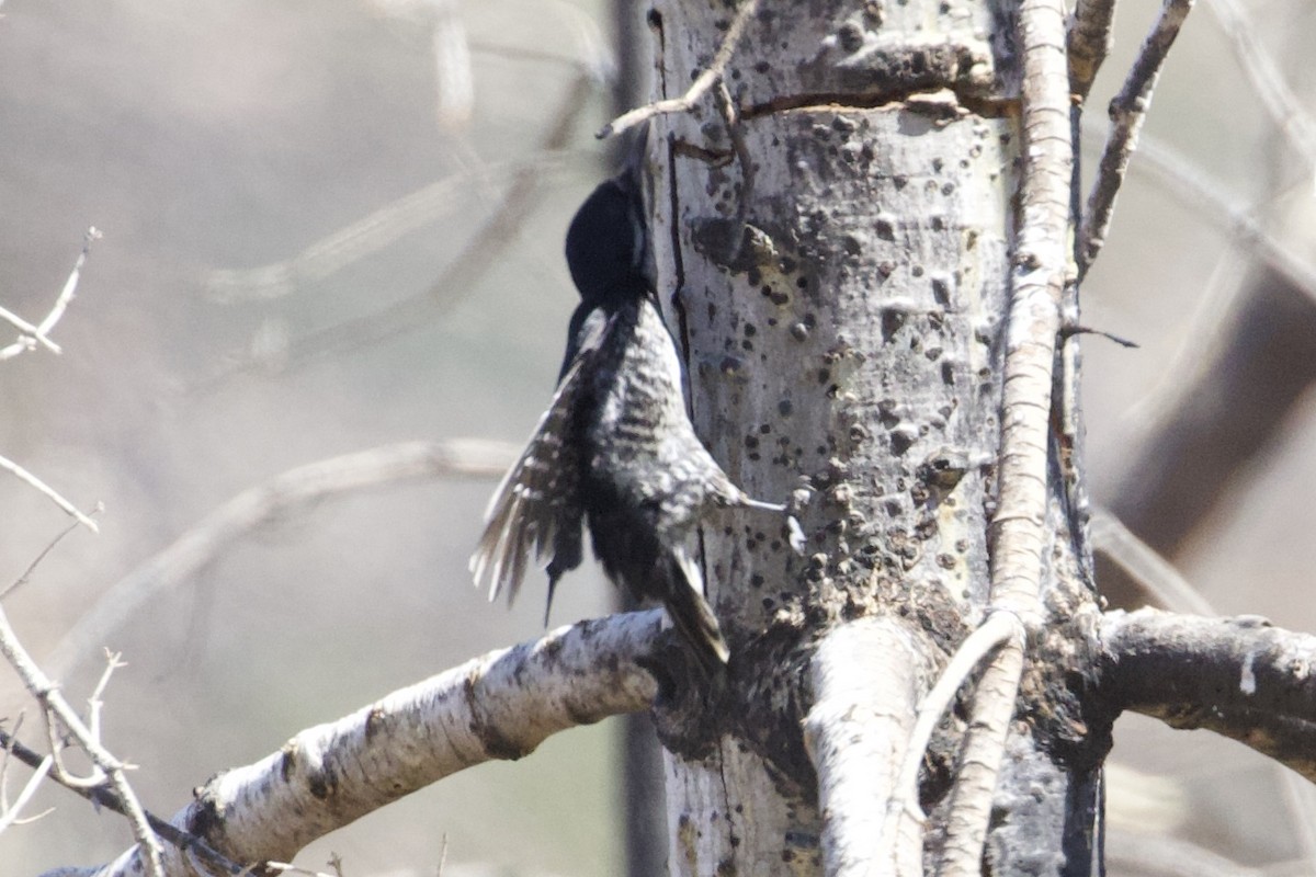 Black-backed Woodpecker - ML108486381