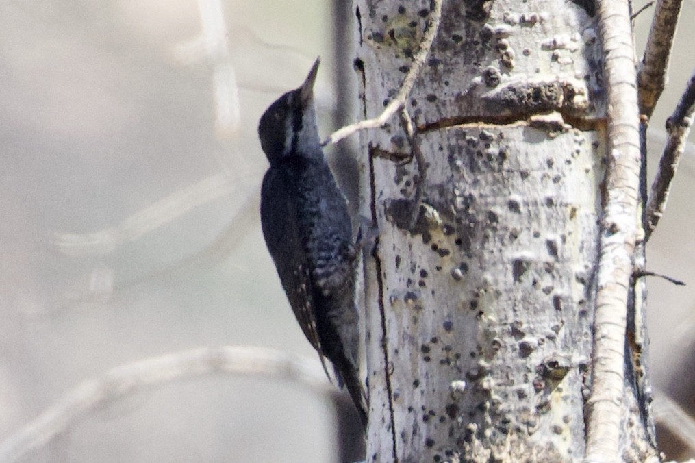 Black-backed Woodpecker - ML108486401