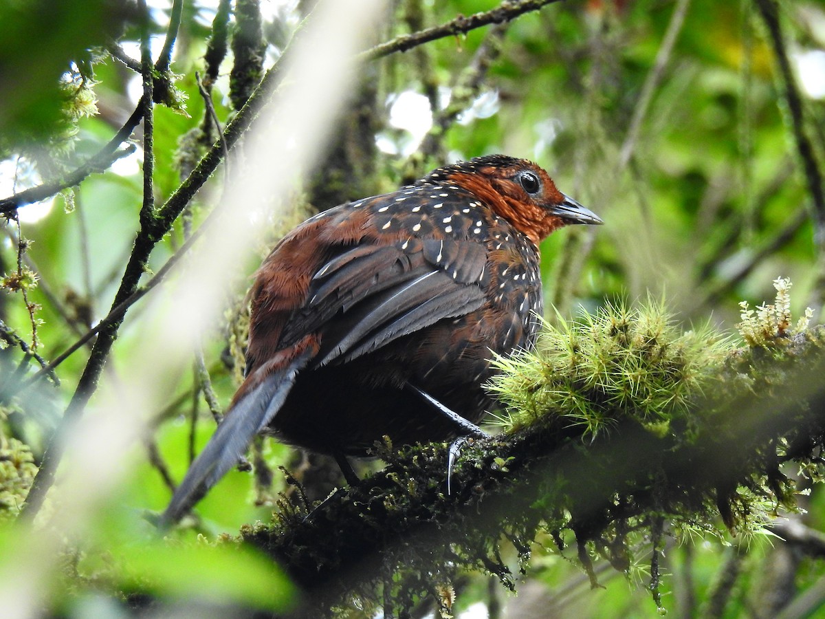 Ocellated Tapaculo - ML108487591