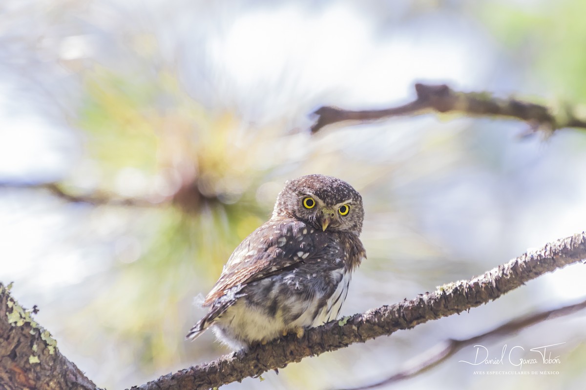 Northern Pygmy-Owl - ML108489671
