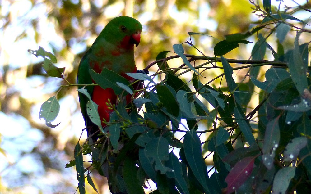 Australian King-Parrot - Allan Pratt