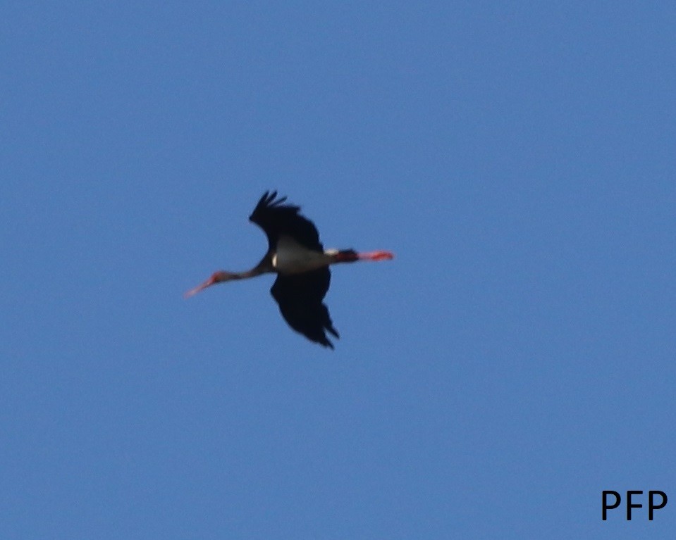 Black Stork - ML108492781