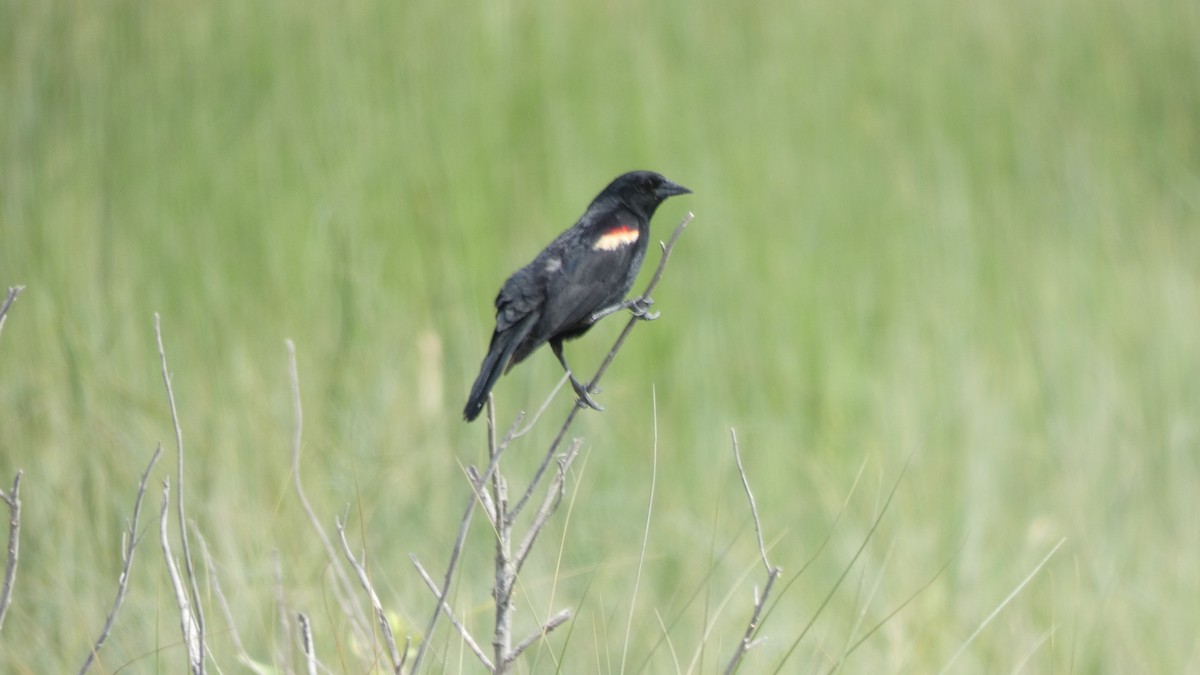 Red-winged Blackbird (Red-winged) - John Landon