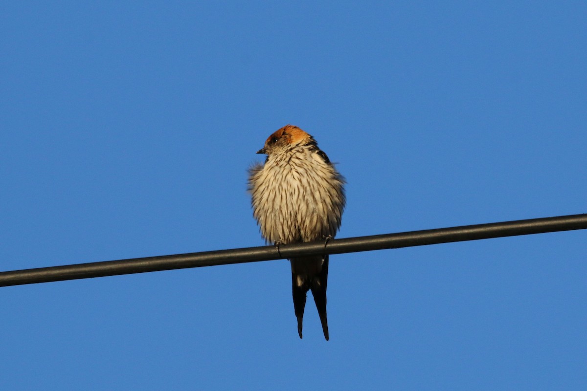 Greater Striped Swallow - ML108494561
