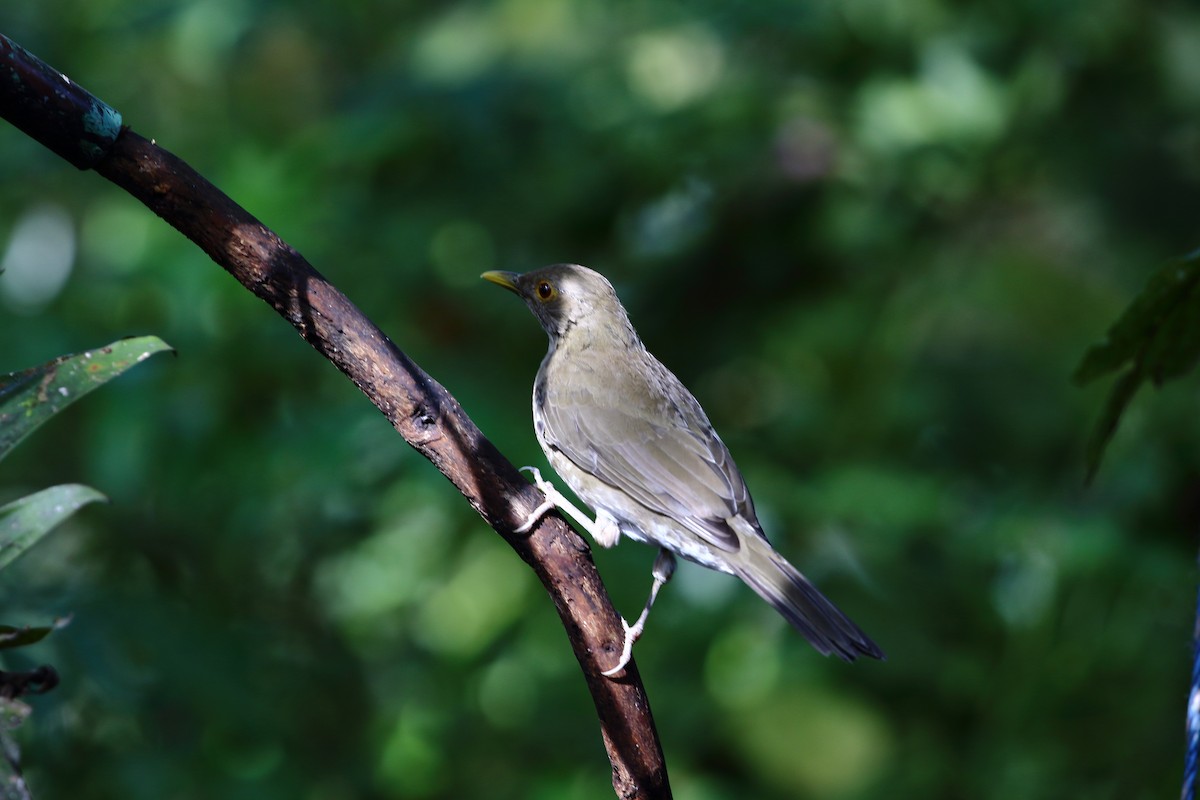 Ecuadorian Thrush - David Bird