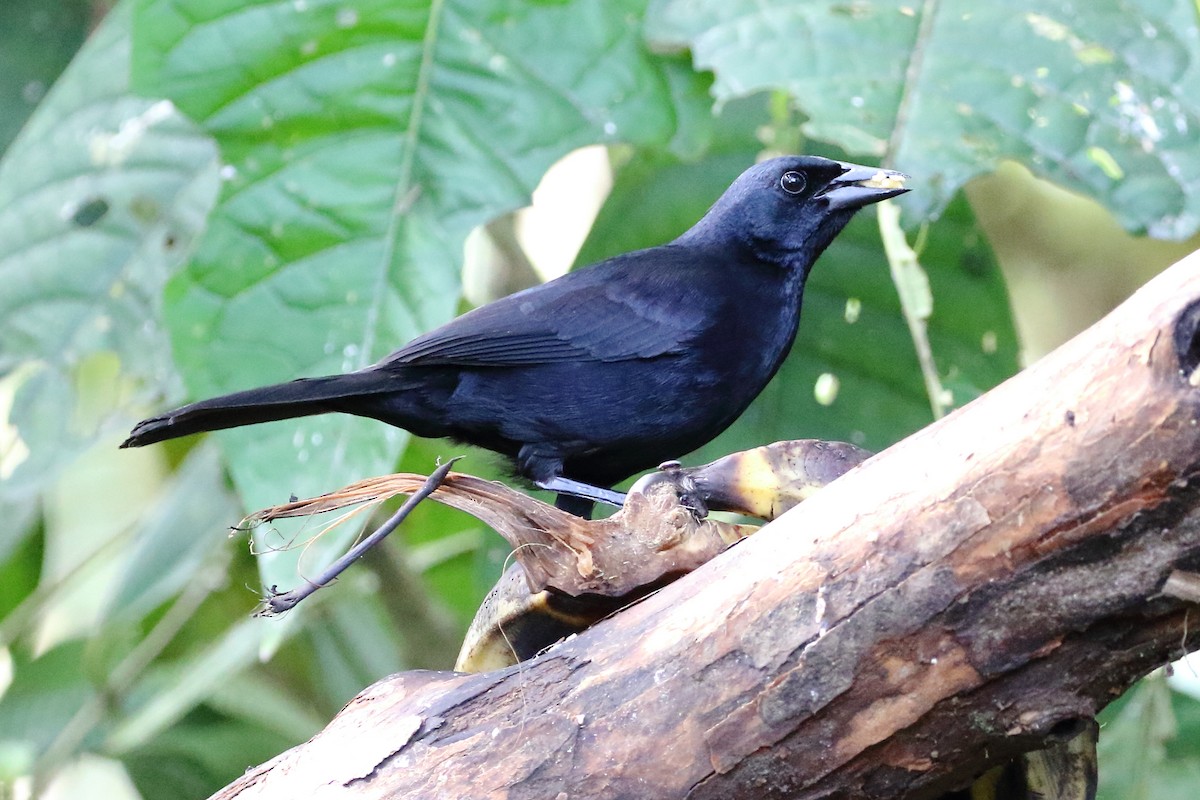 Scrub Blackbird - David Bird