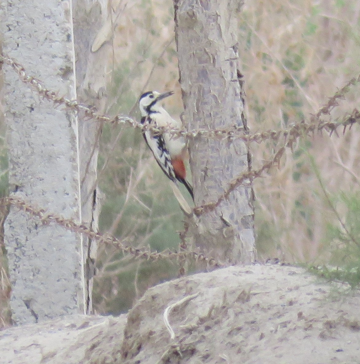 White-winged Woodpecker - Karen Rose
