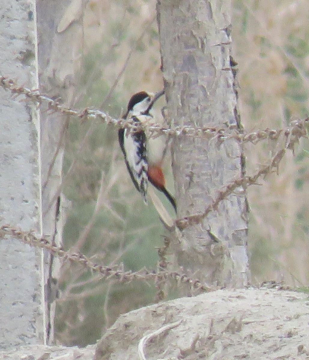 White-winged Woodpecker - ML108499001