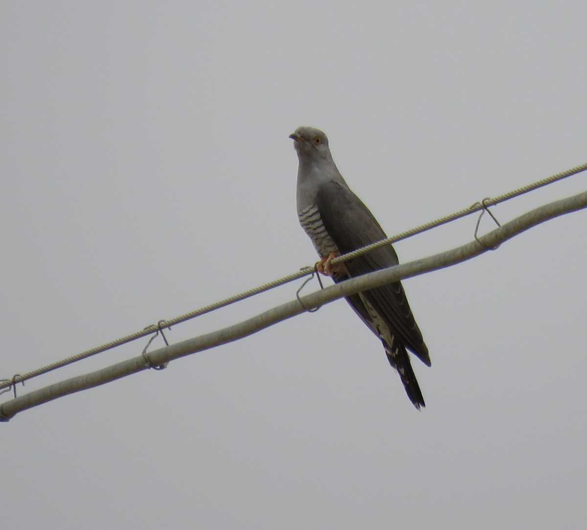Common Cuckoo - ML108500501