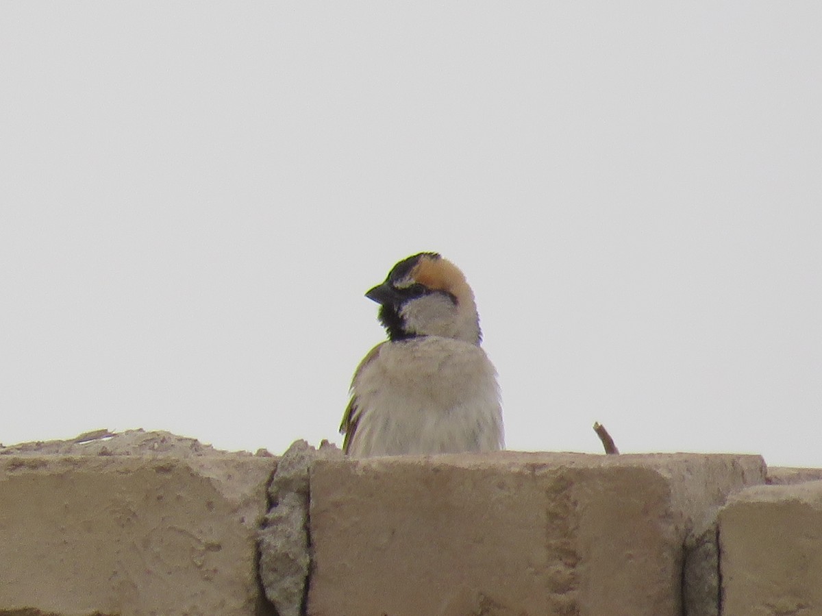 Saxaul Sparrow - Karen Rose