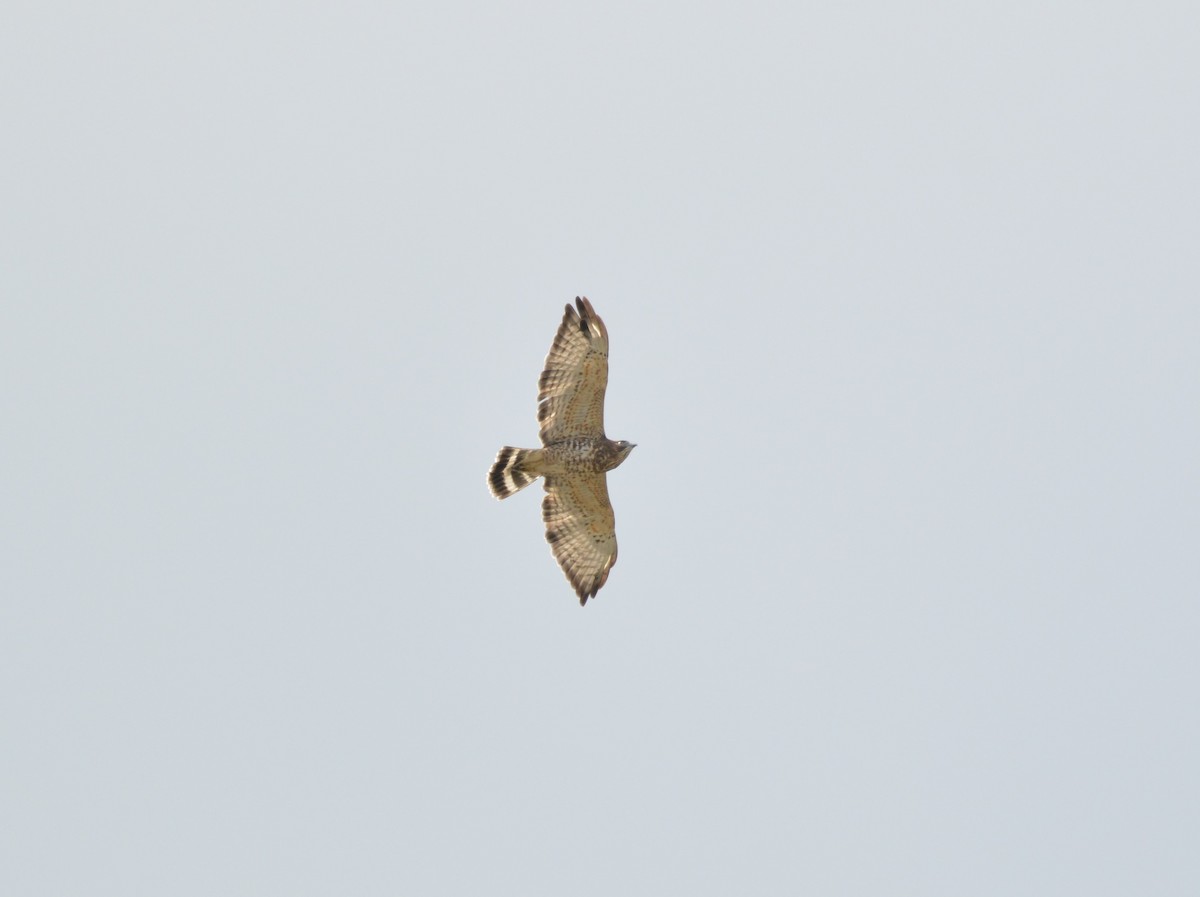 Broad-winged Hawk (Northern) - Aidan Kiley