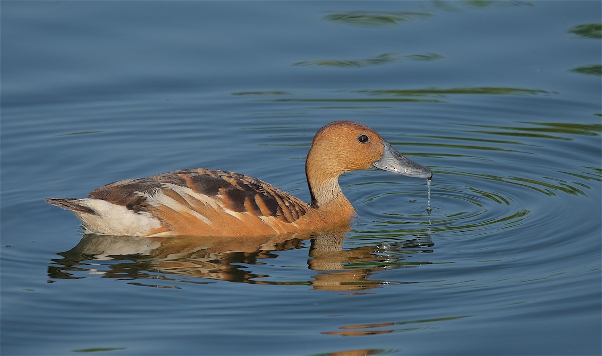 Fulvous Whistling-Duck - Harlan Stewart