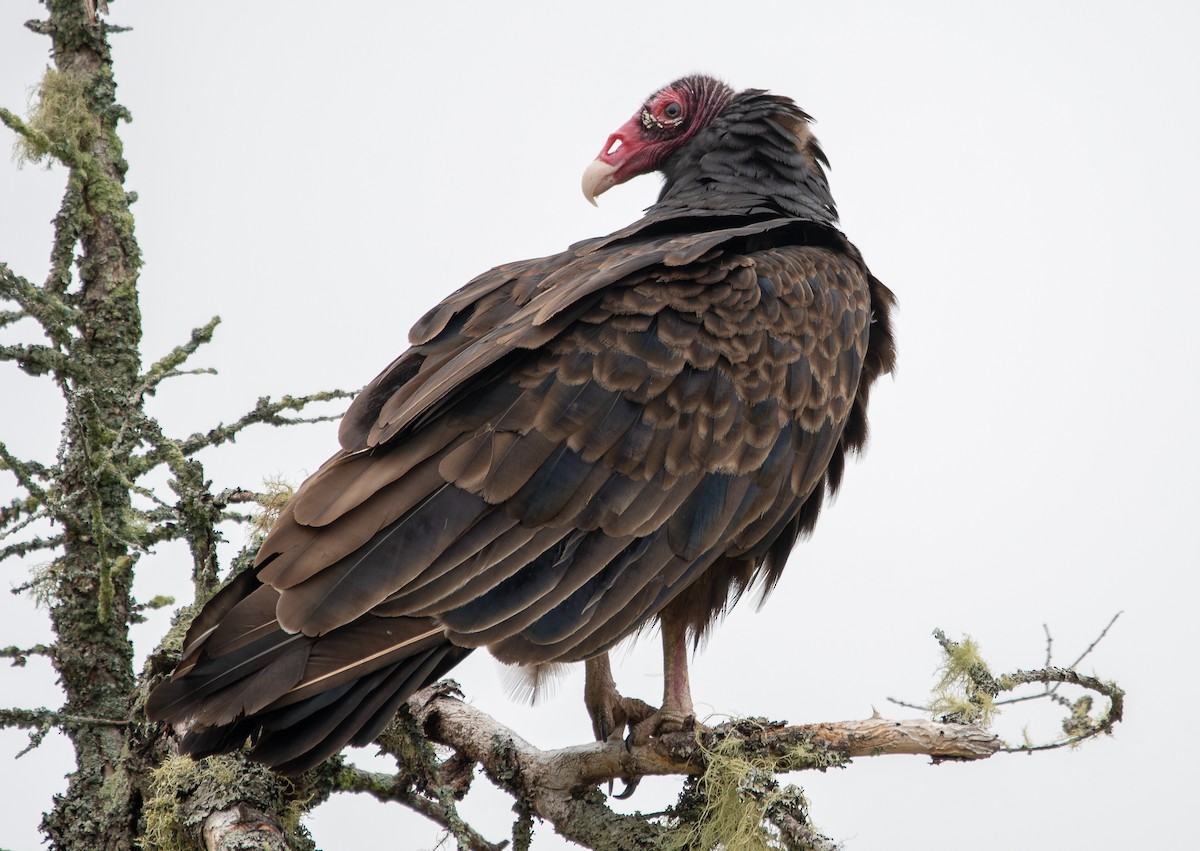 Turkey Vulture - Kathy Gagnon Bedard