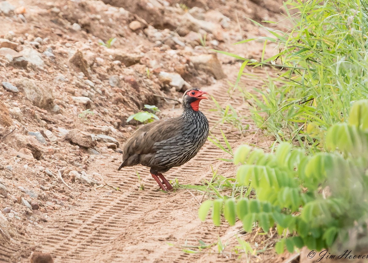 Red-necked Spurfowl - ML108512271