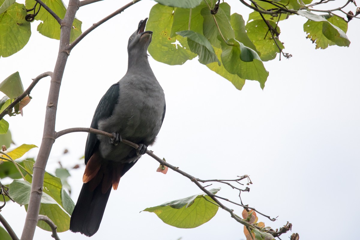 Marquesas Imperial-Pigeon - ML108518491