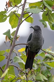 Marquesas Imperial-Pigeon, ML108518511