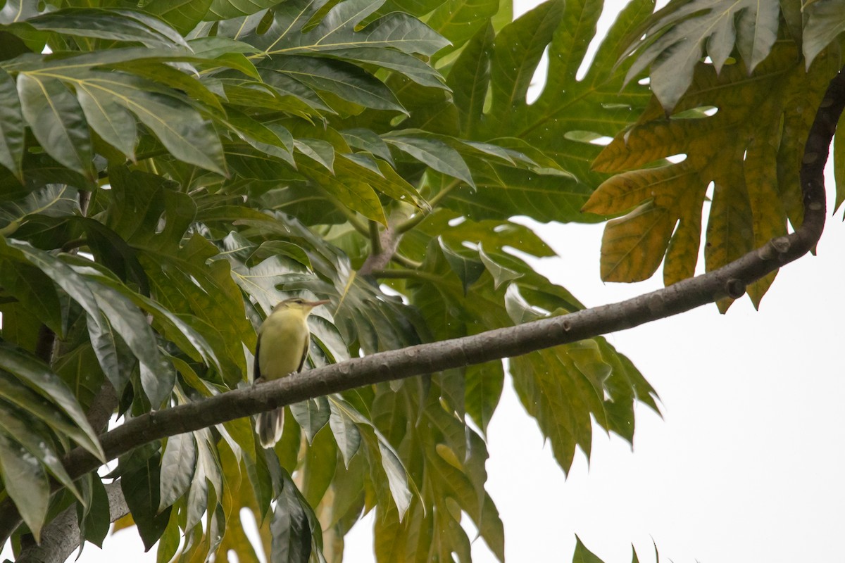 Northern Marquesan Reed Warbler - ML108518521