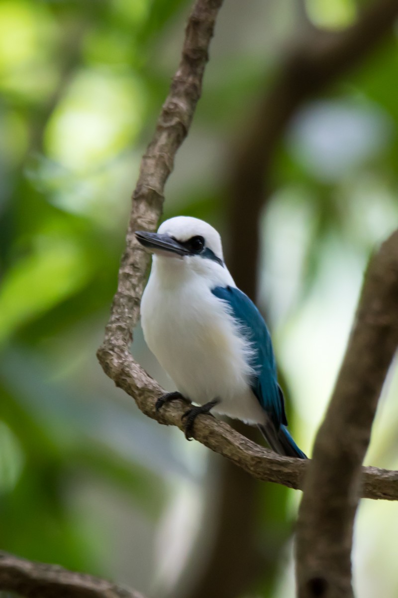 Marquesas Kingfisher - ML108518801