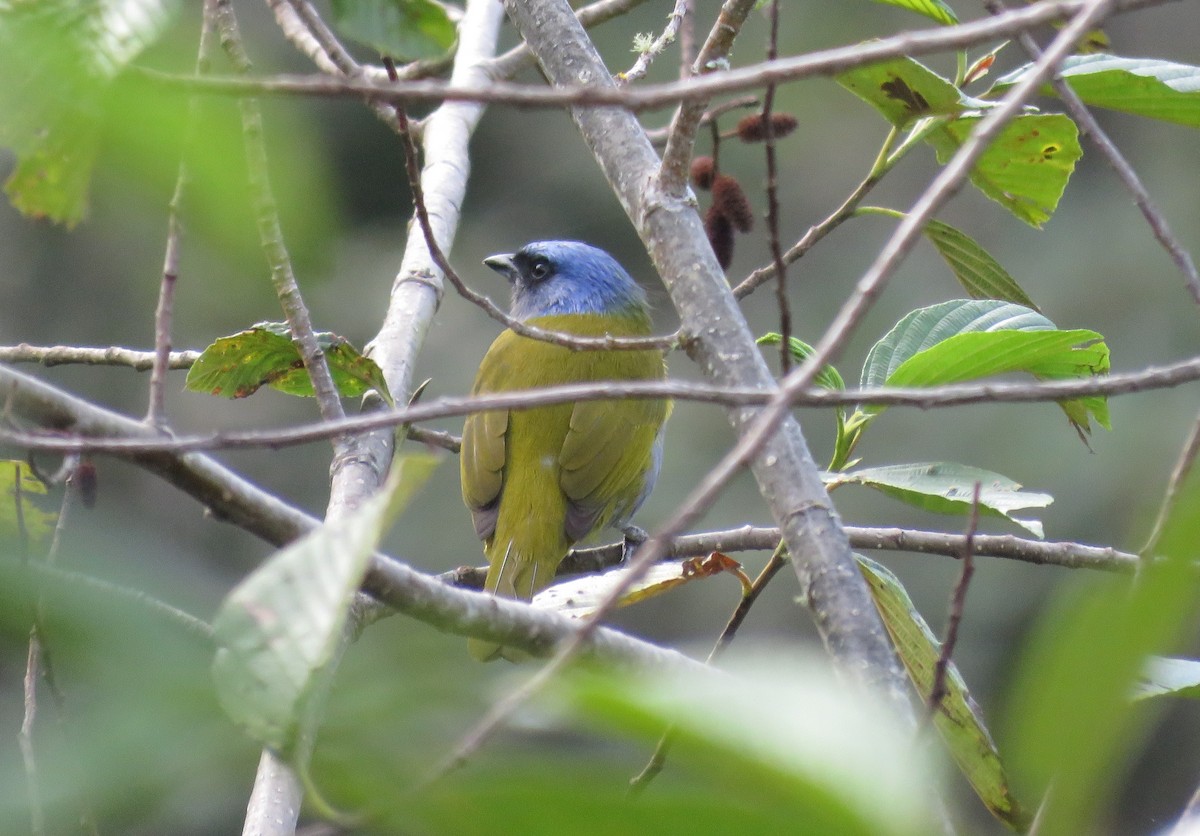Blue-capped Tanager - ML108522081
