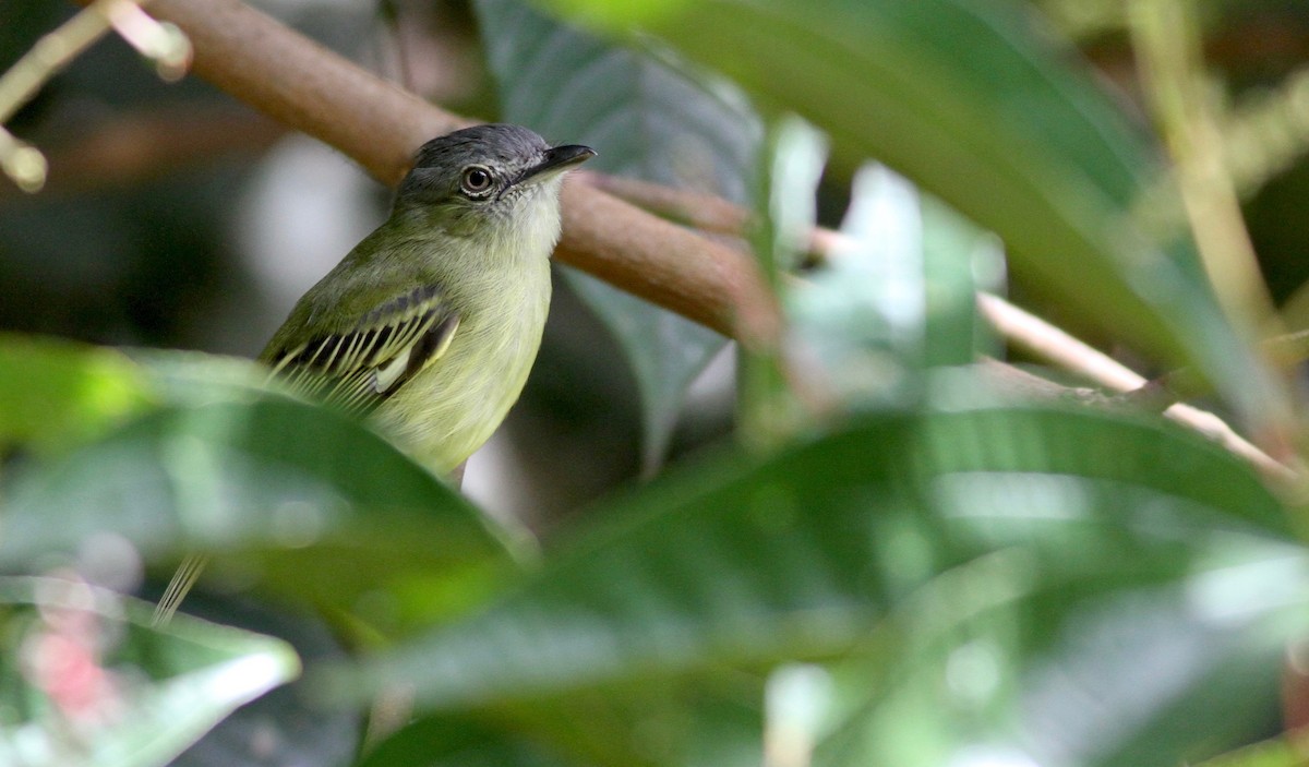 Gray-crowned Flatbill - ML108522661