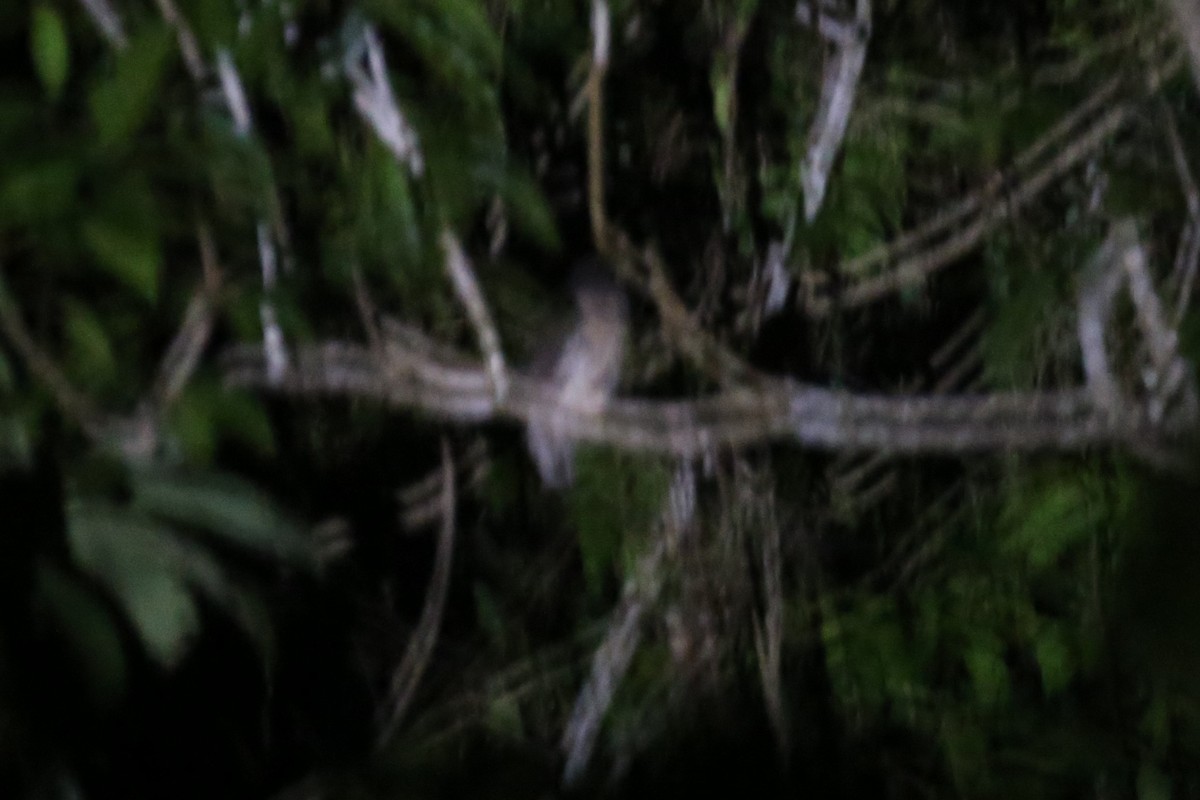 Papua Atmaca Baykuşu - ML108522751