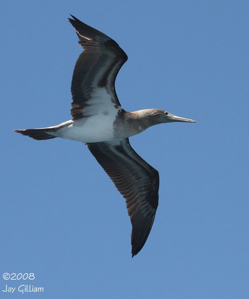 Blue-footed Booby - ML108522771