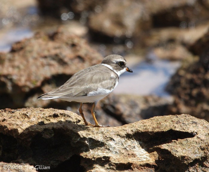 Semipalmated Plover - ML108522911