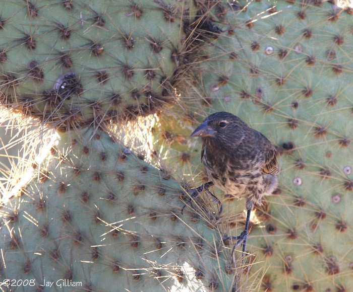Pinzón de Darwin de Los Cactus - ML108523011