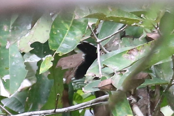 Black Thicket-Fantail - ML108523451