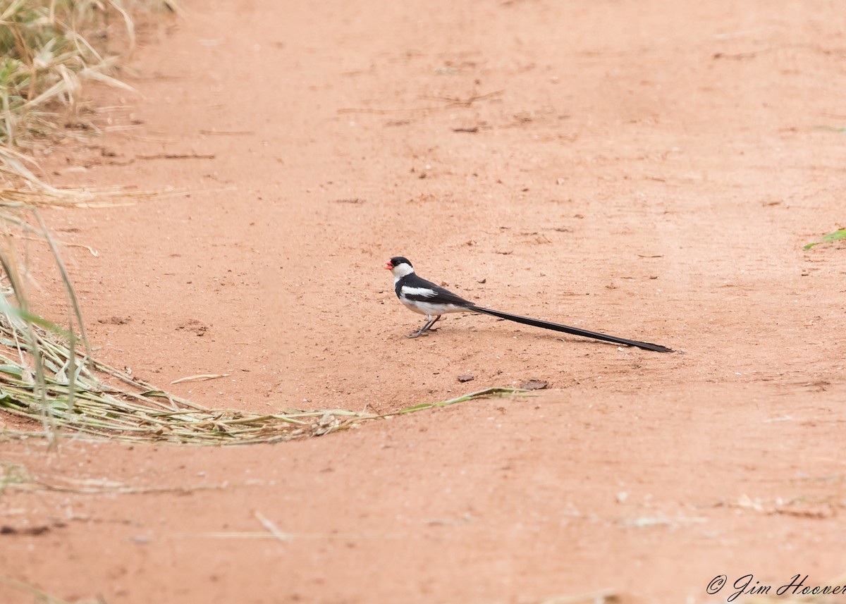 Pin-tailed Whydah - ML108524941