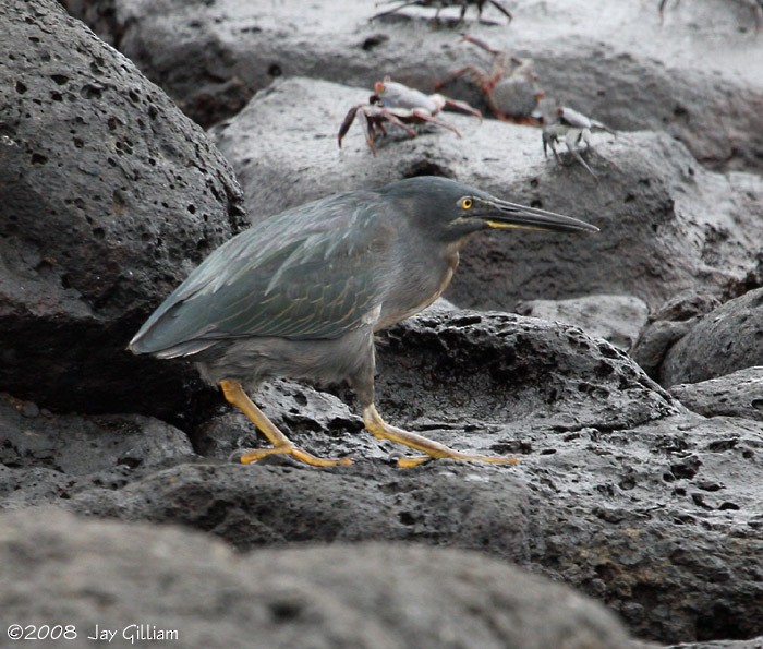 Striated Heron (Galapagos) - Jay Gilliam