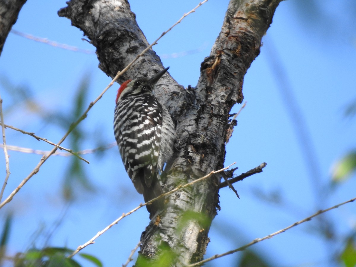 Ladder-backed Woodpecker - Bill Blauvelt