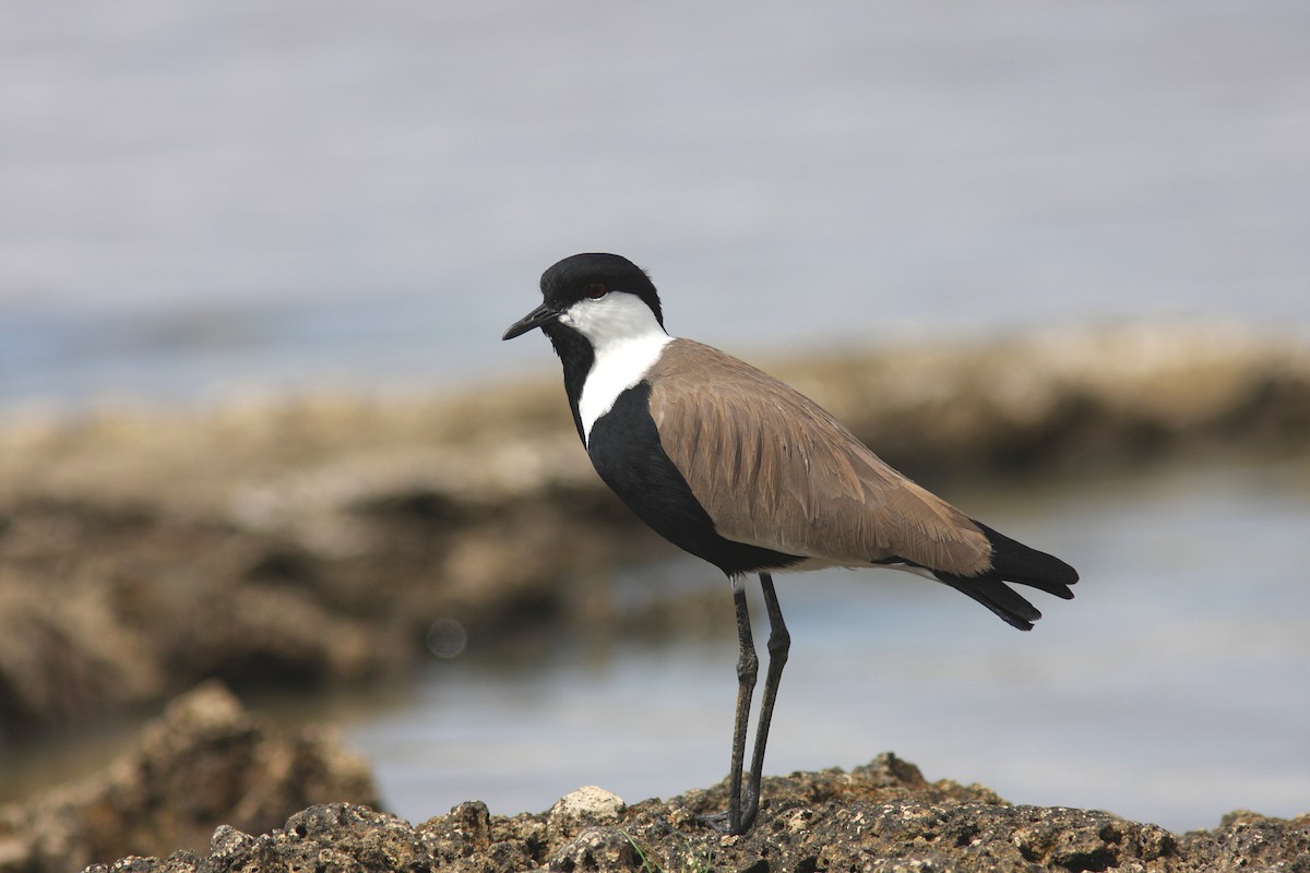 Spur-winged Lapwing - Guy Poisson