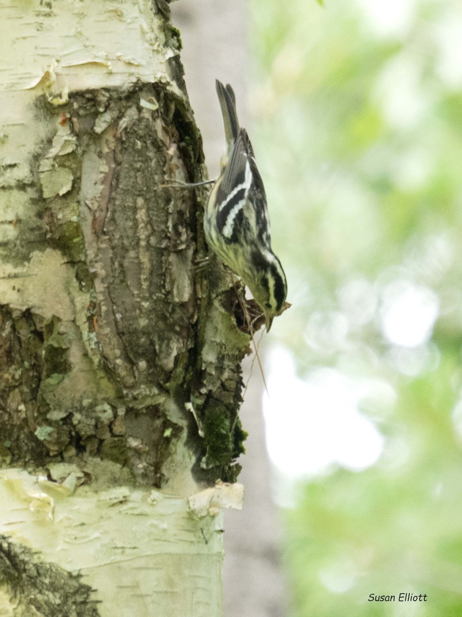 Black-and-white Warbler - ML108526681
