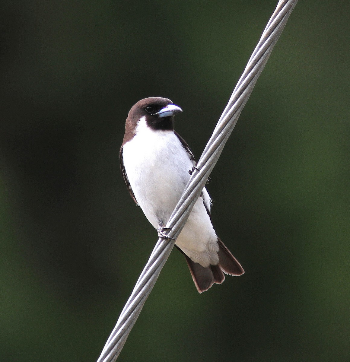 Fiji Woodswallow - Guy Poisson