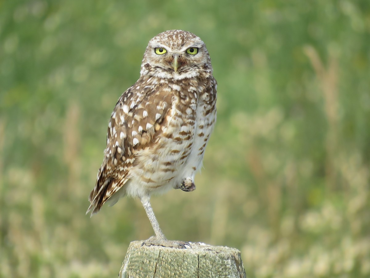 Burrowing Owl - Bob Hargis