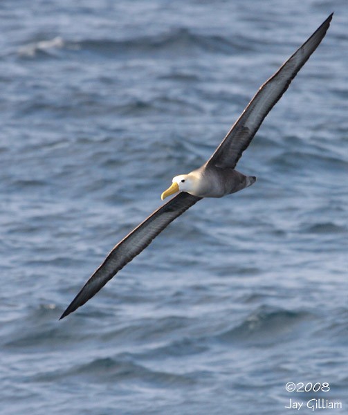 Waved Albatross - ML108529531