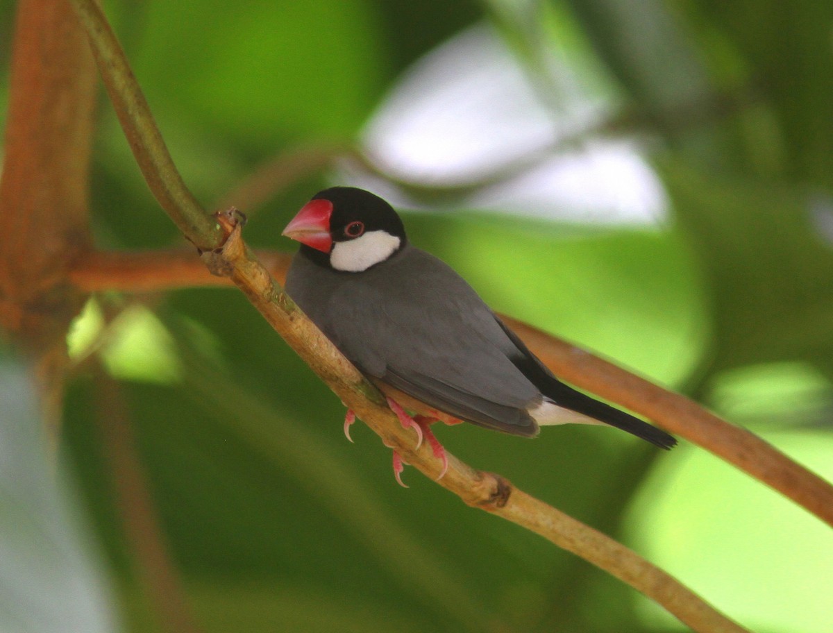 Java Sparrow - Guy Poisson