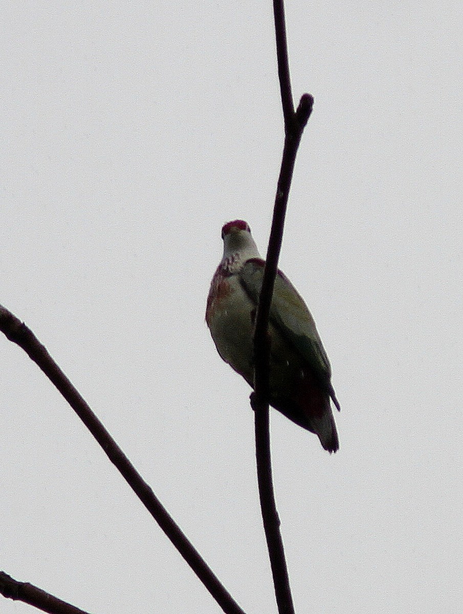 Many-colored Fruit-Dove - ML108531101