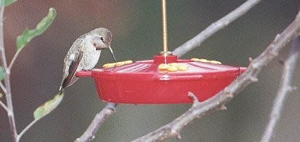 Anna's Hummingbird - Judy Walker