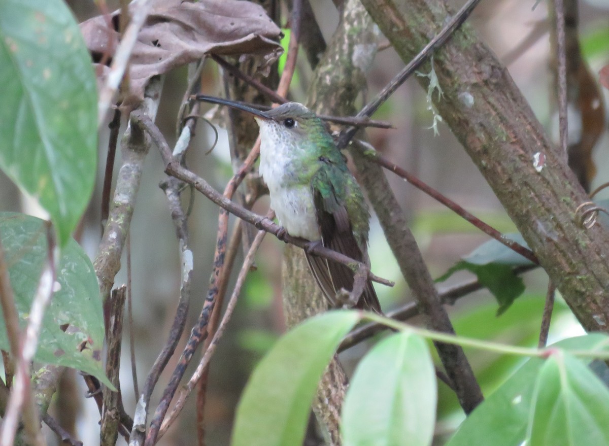 White-bellied Hummingbird - ML108535681