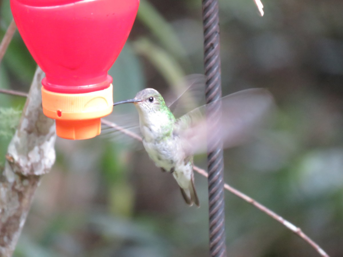White-bellied Hummingbird - ML108535751