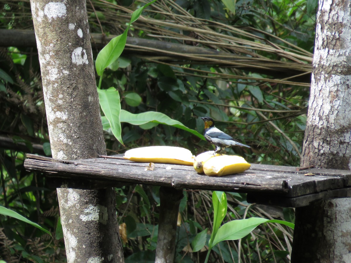 Silvery Tanager - ML108536171