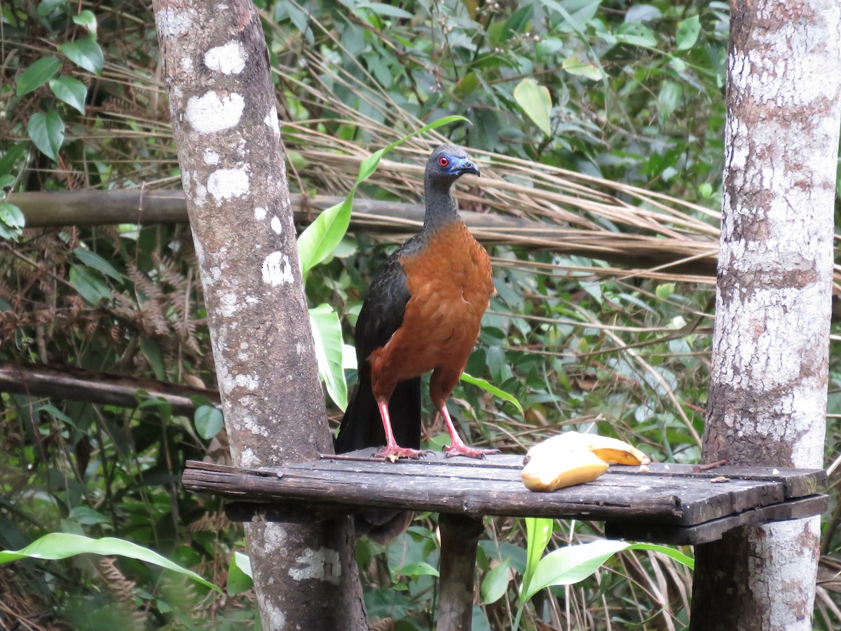 Sickle-winged Guan - ML108536451