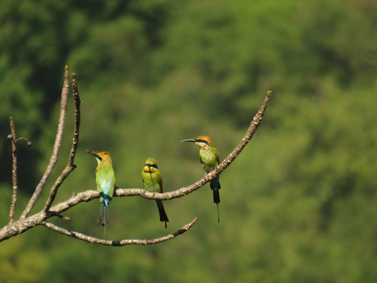 Rainbow Bee-eater - ML108537441