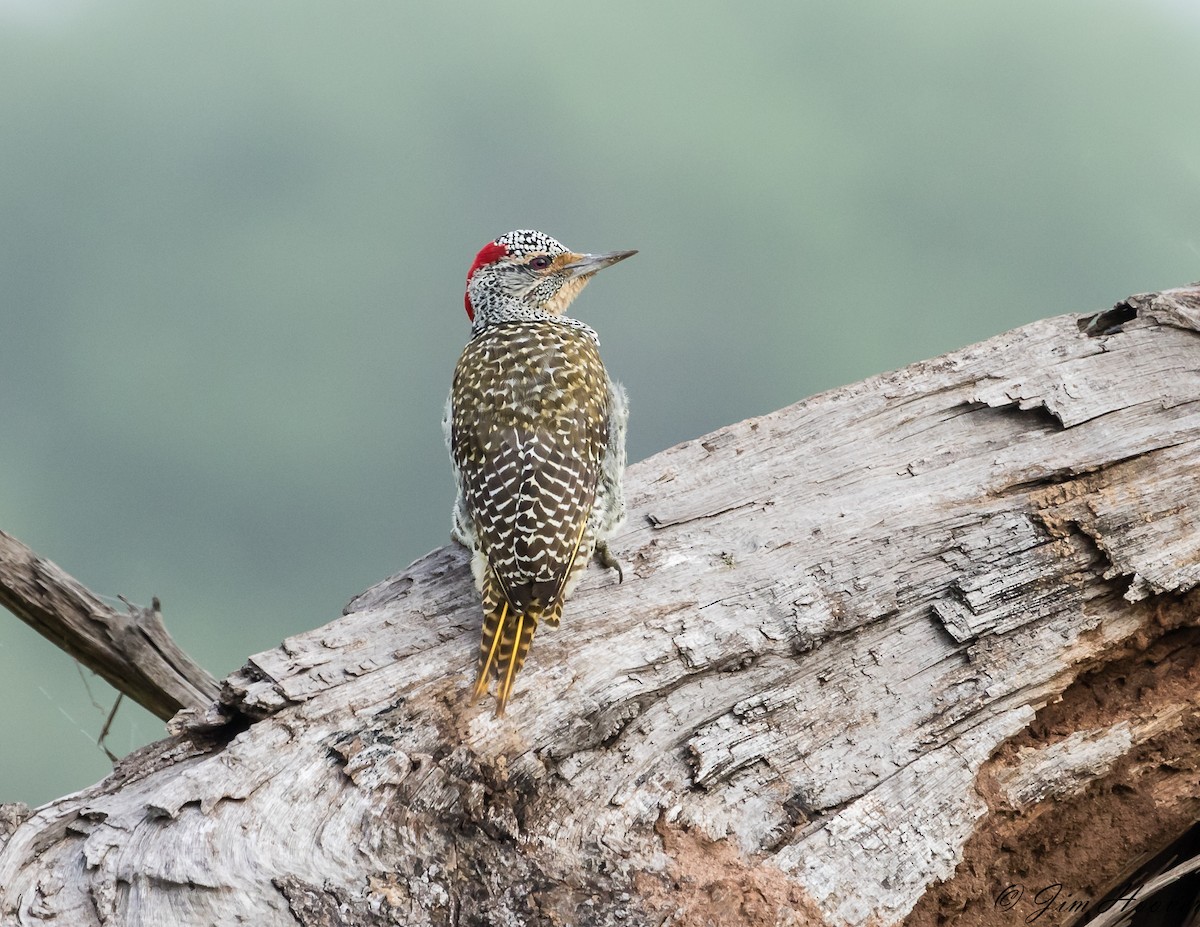 Nubian Woodpecker - ML108538861