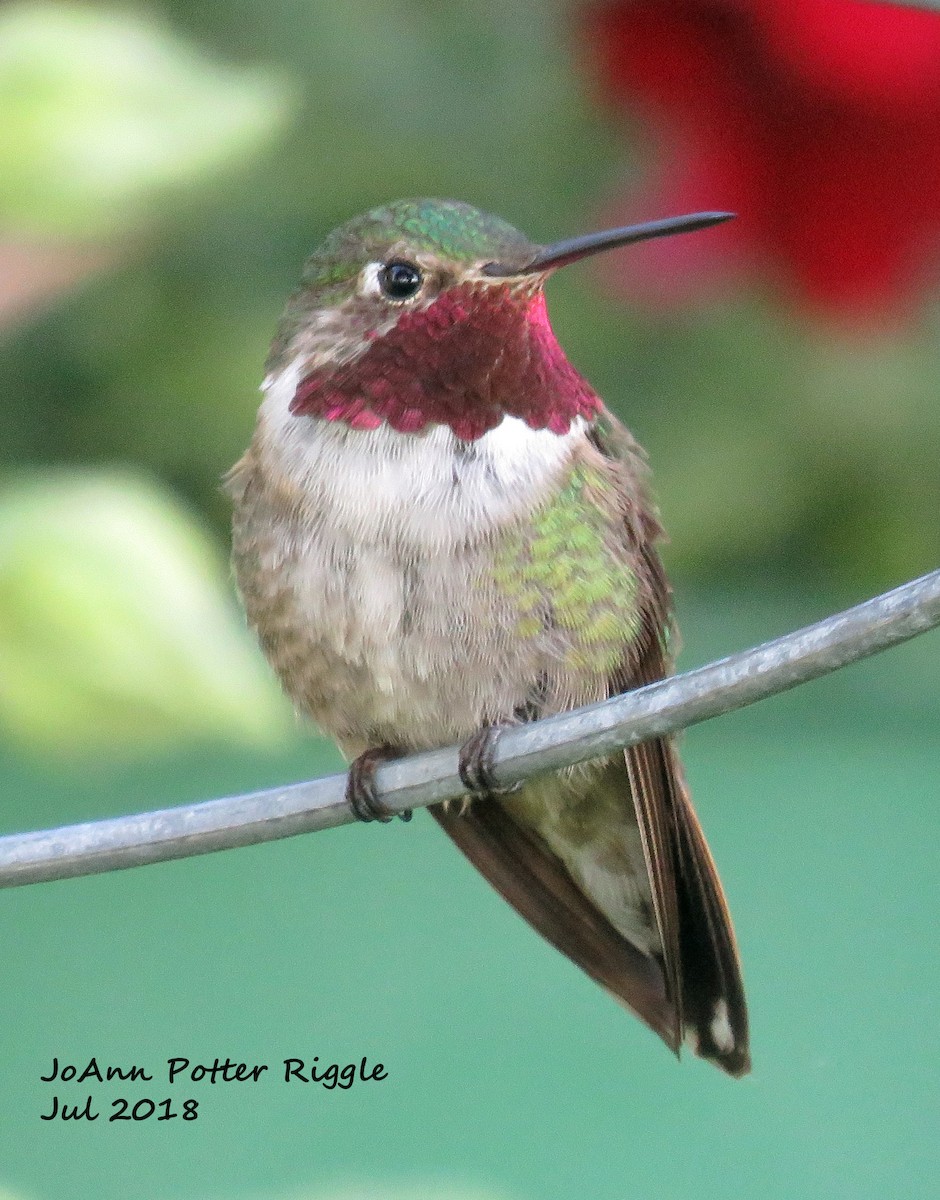 Broad-tailed Hummingbird - ML108539661